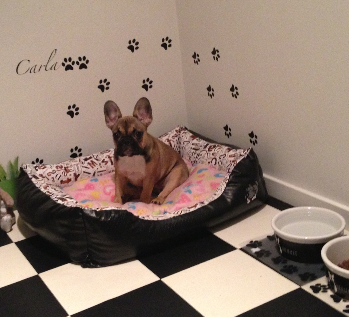 Hundevæg - make it stick