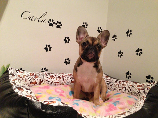 Hundevæg - make it stick